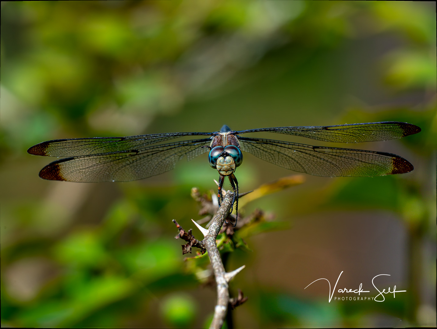 The Stare-Down I Didn’t Expect — and the Dragonfly That Won