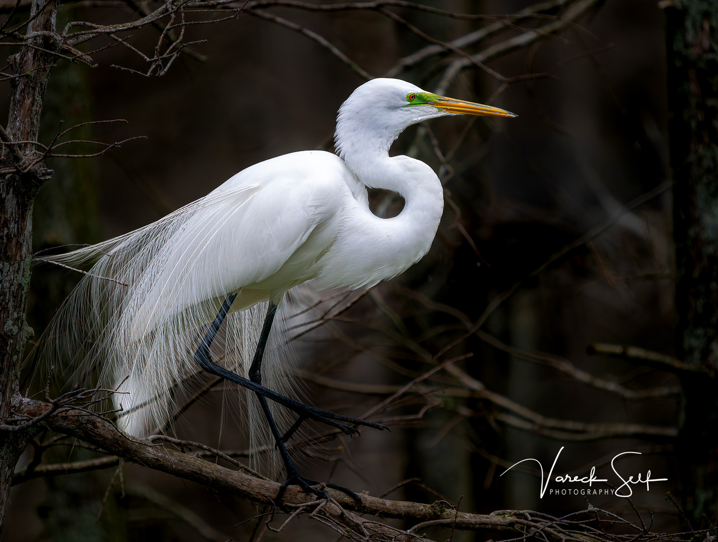 Draped in White: Photographing a Great Egret in Breeding Plumage