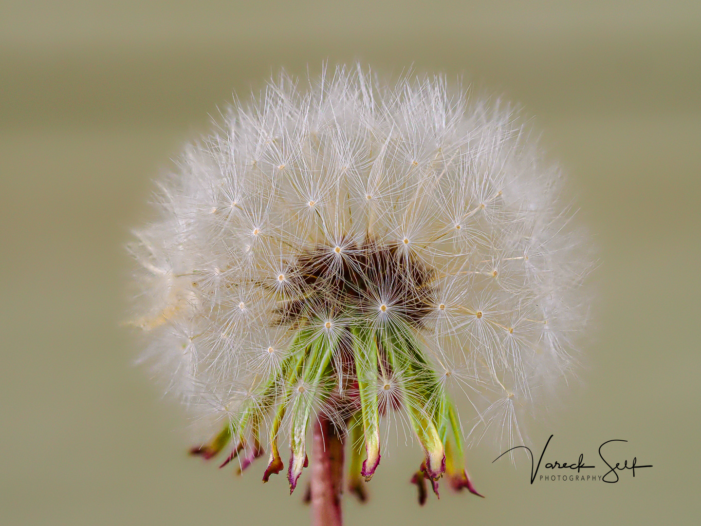 It Was Just a Dandelion. Until It Wasn’t.