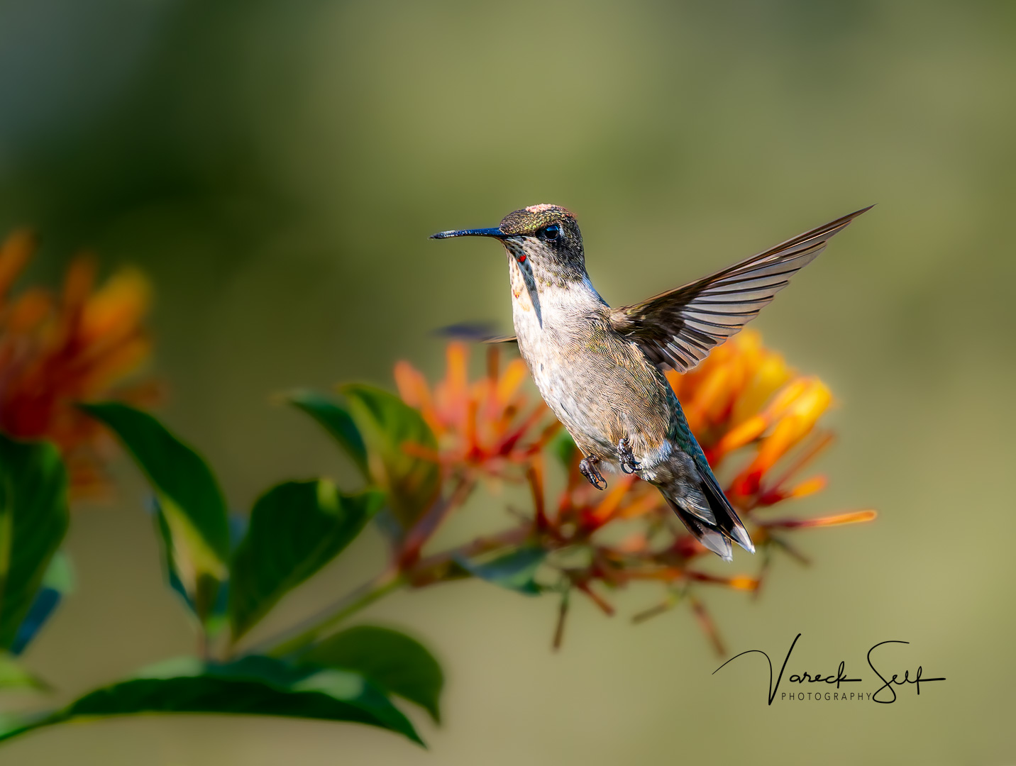The Shot I Always Wanted: A Hummingbird Frozen in Time